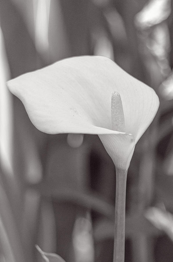 Calla lily #4 Photograph by Paulo Goncalves