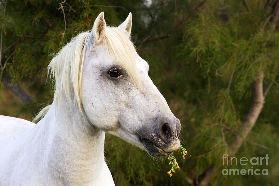 Horse Photograph - Camargue Horse #4 by M. Watson