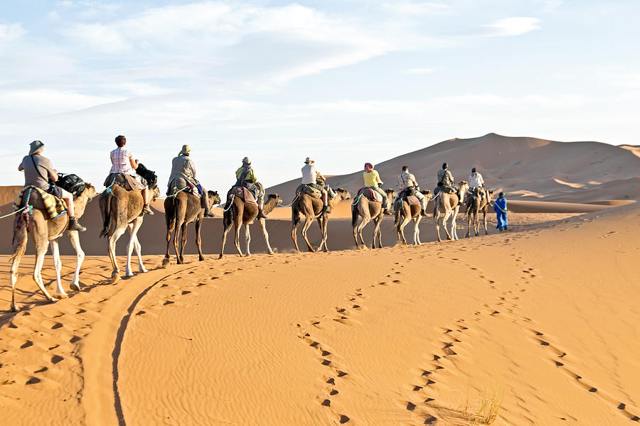 Camel caravan going through the sand dunes in the Sahara Desert ...