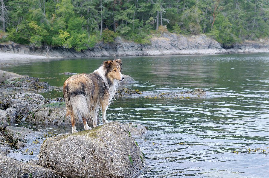 Dog Photograph - Canada, British Columbia, Gulf Islands #4 by Kevin Oke