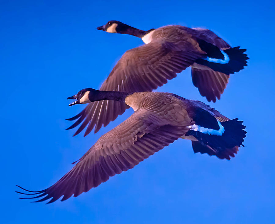 Canada Geese #1 Photograph by Brian Stevens