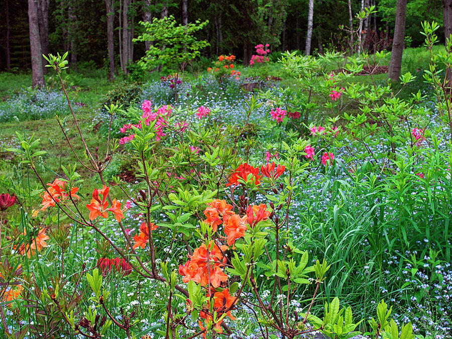 Summer Photograph - Canada, New Brunswick, Garden And Forest #4 by Jaynes Gallery