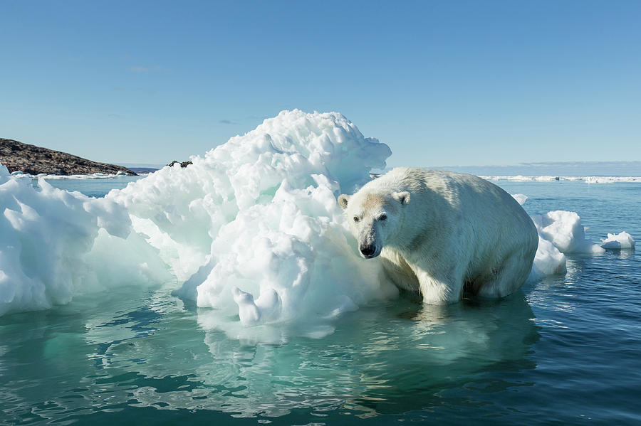 Canada, Nunavut Territory, Polar Bear Photograph by Paul Souders - Fine ...