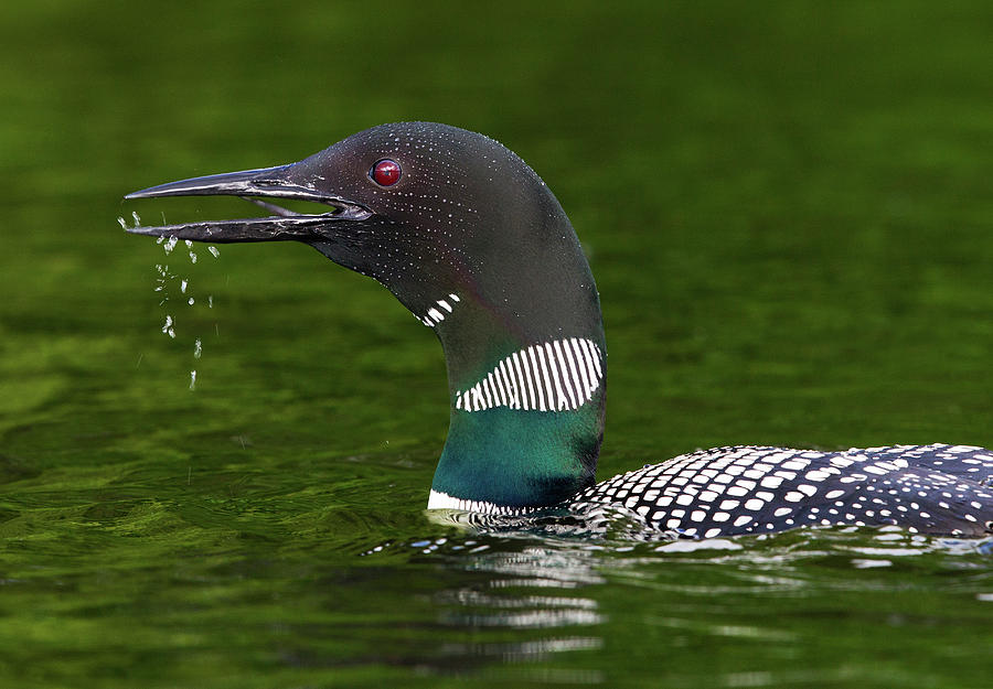 Loon Photograph - Canada, Quebec, Eastman #4 by Jaynes Gallery