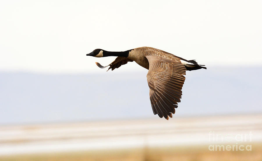 Canadian Goose #4 Photograph by Dennis Hammer