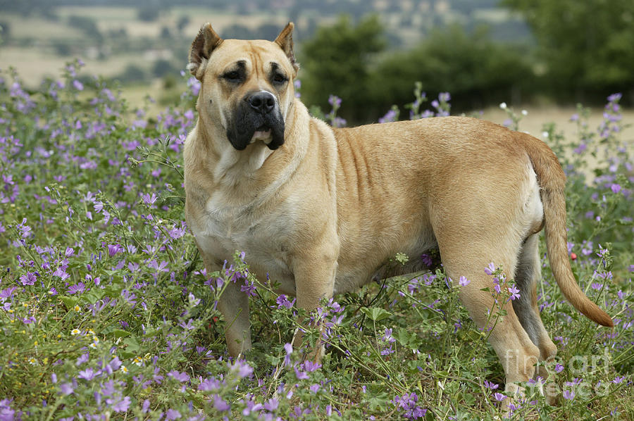 Canary Dog Photograph by Jean-Michel Labat