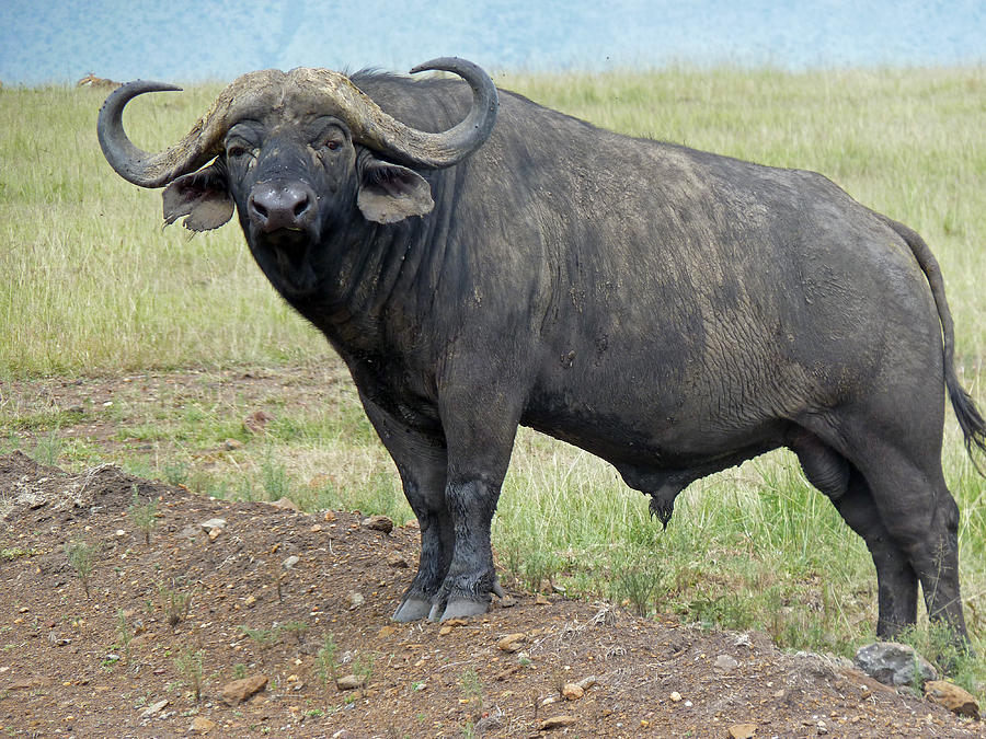 Cape Buffalo #4 Photograph by Tony Murtagh