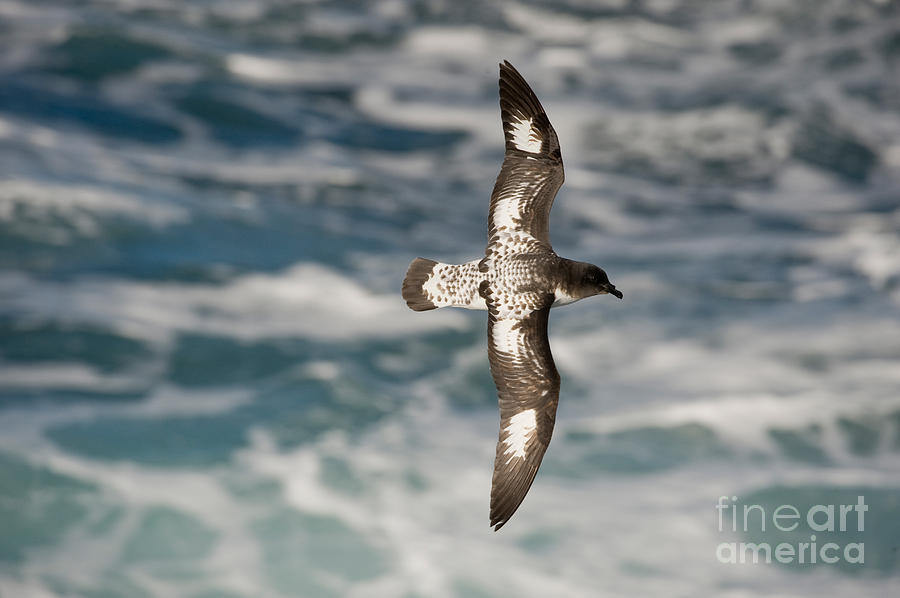 Wildlife Photograph - Cape Petrel #4 by John Shaw