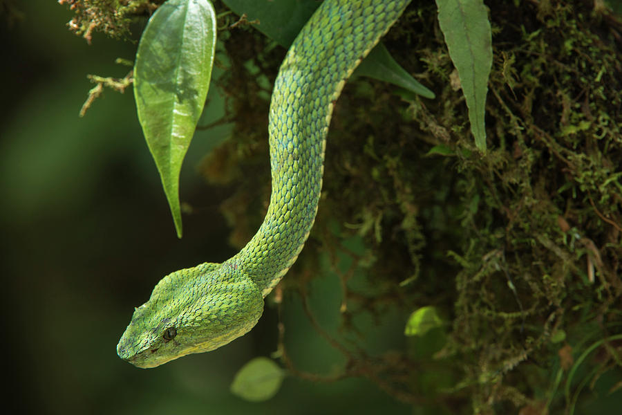 Snake Photograph - Captive Eyelash Viper (bothriechis #4 by Pete Oxford