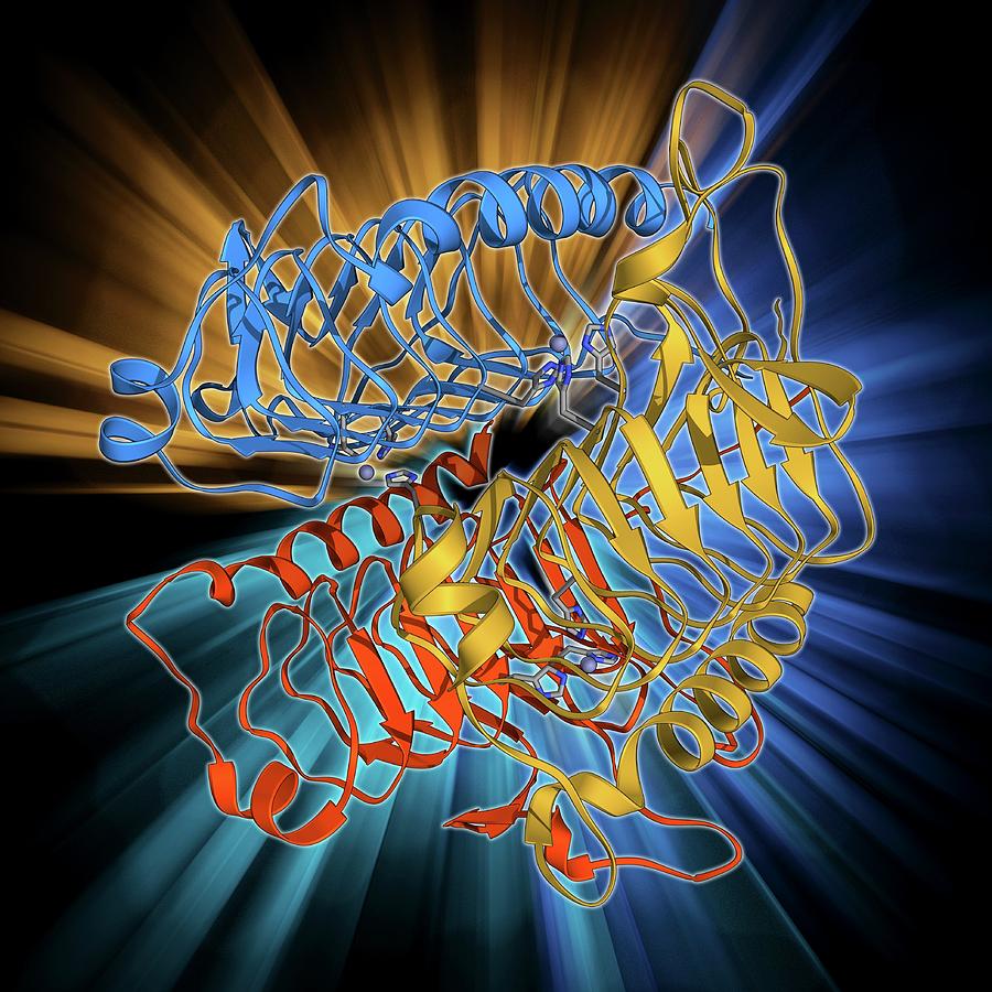 Alpha Helix Photograph - Carbonic Anhydrase Molecule by Laguna Design Alpha Helix Photograph - Carbonic Anhydrase Molecule by Laguna Design