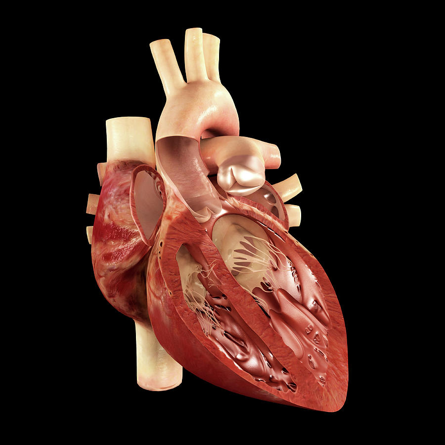 Cardiac Cycle #4 Photograph by Medi-mation/science Photo Library