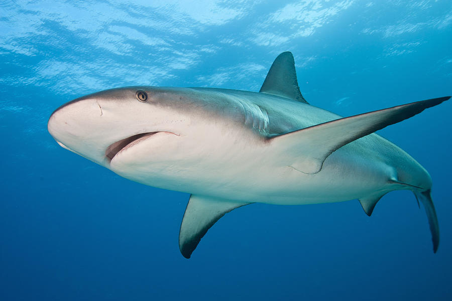 Caribbean Reef Shark #4 Photograph by Andrew J. Martinez