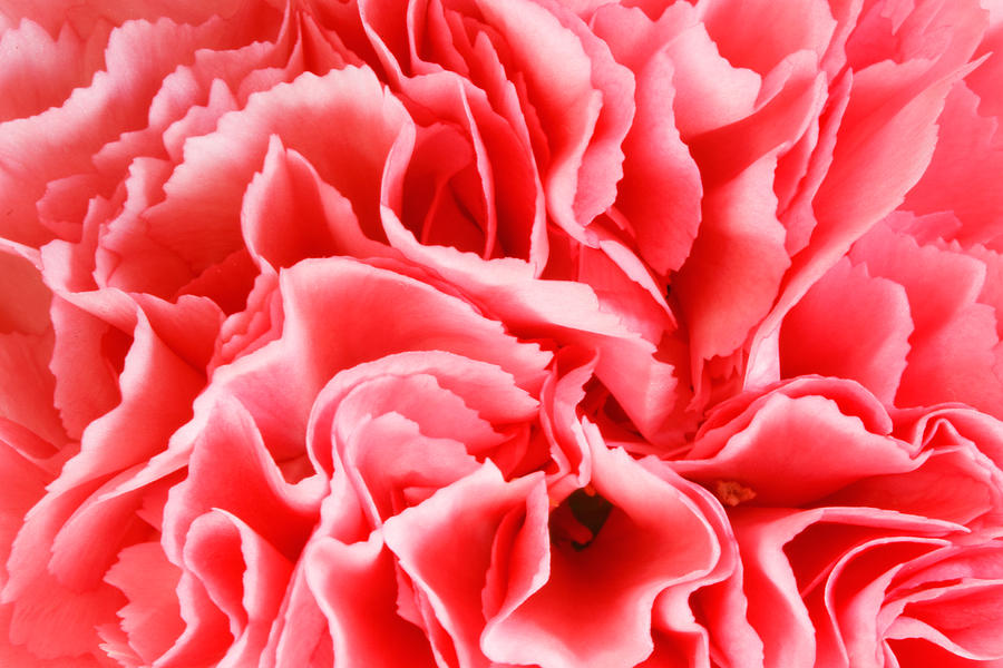 Carnation Flower #4 Photograph by Peter Lakomy
