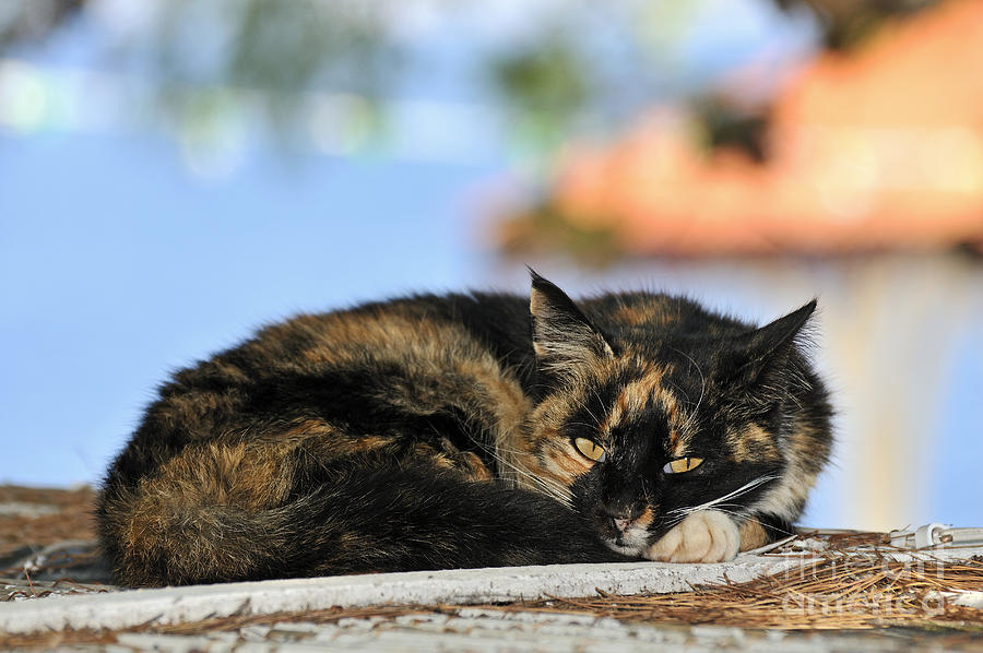 Cat in Hydra island #4 Photograph by George Atsametakis