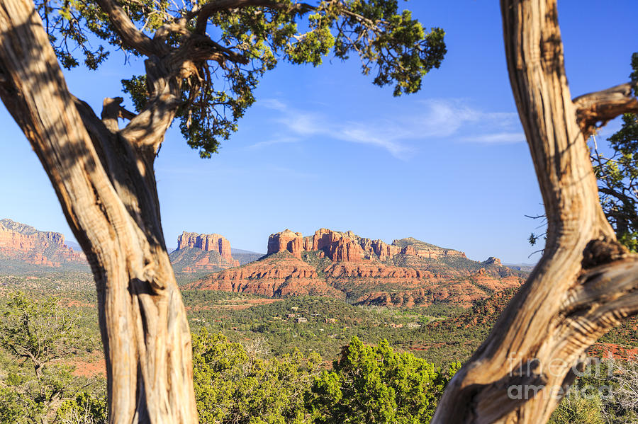 Cathedral Rock framed by Juniper in Sedona Arizona #4 Photograph by Ken Brown