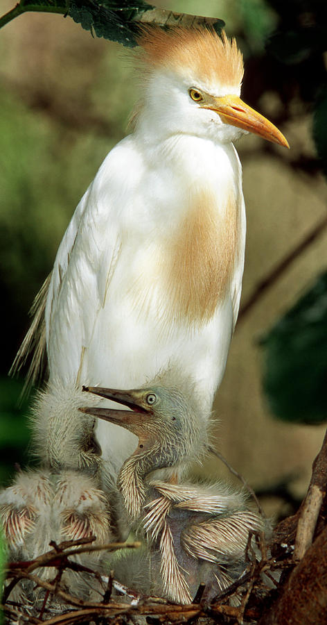 Cattle Egret And Nestlings #4 Photograph by Millard H. Sharp