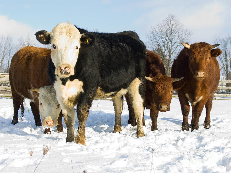 4 Cattle in a snowy field Photograph by VS Photo - Pixels