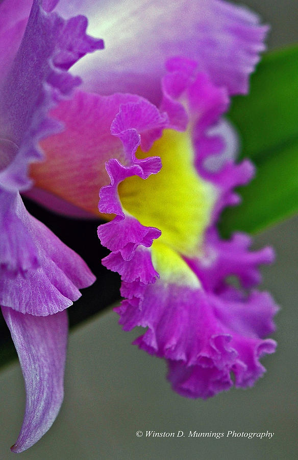Orchid Photograph - Cattleya Orchid #4 by Winston D Munnings