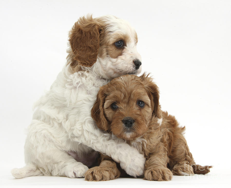 Cavapoo Puppies #7 Photograph by Mark Taylor