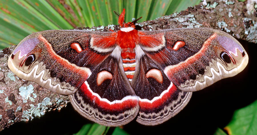 Cecropia Moth Hyalophora Cecropia #4 Photograph by Millard H. Sharp