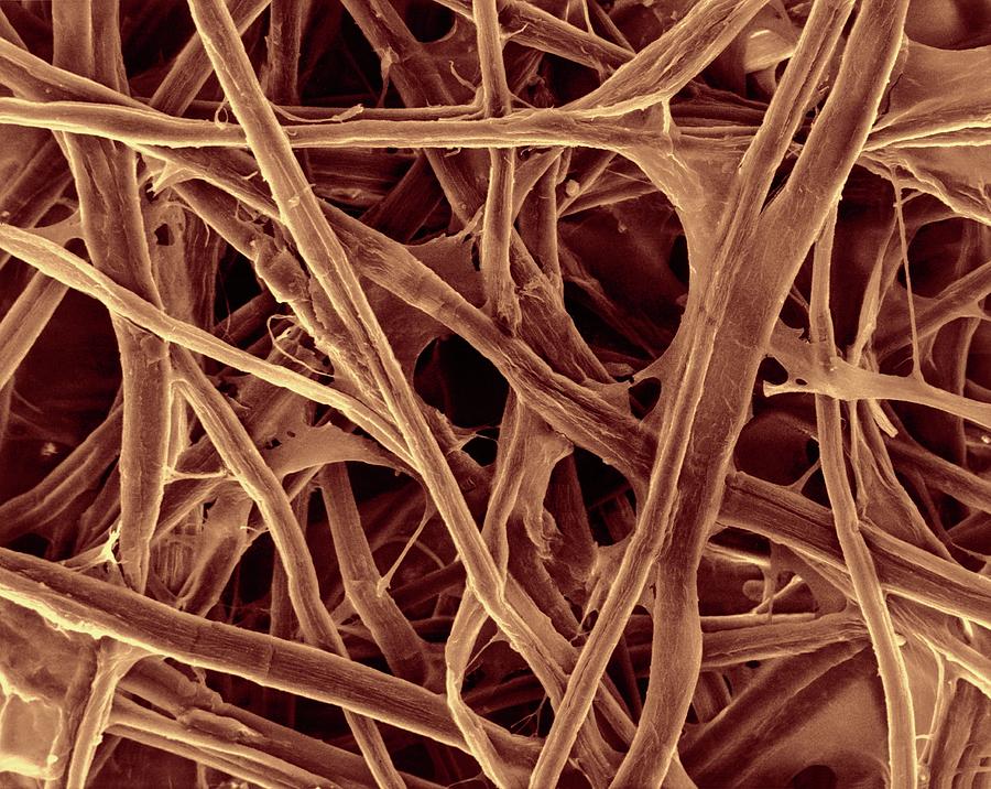 Cellulose Fibres (print Paper) #4 Photograph by Dennis Kunkel Microscopy/science Photo Library