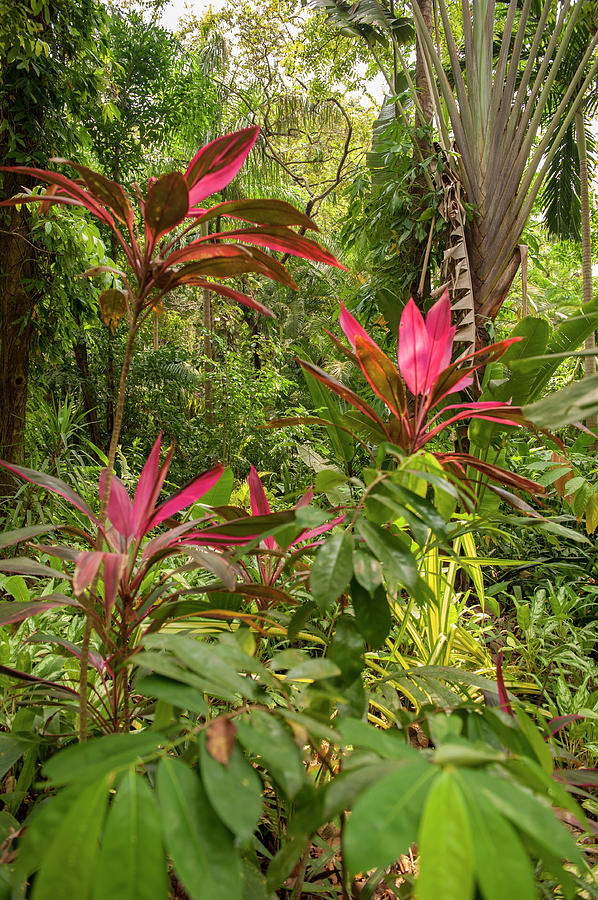 Jungle Photograph - Central America, Honduras, Roatan #4 by Lisa S. Engelbrecht