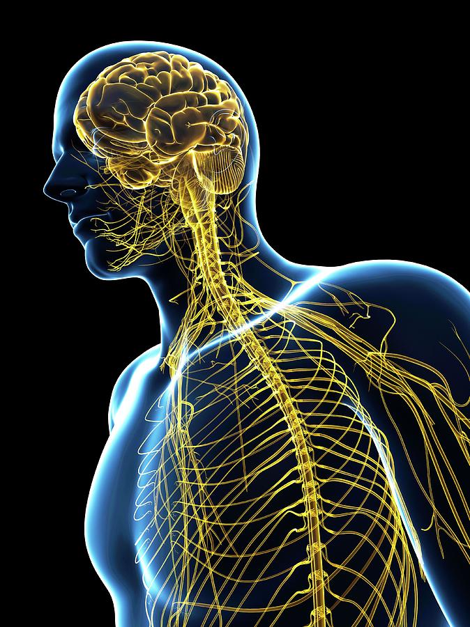 Central Nervous System #4 Photograph by Sciepro/science Photo Library