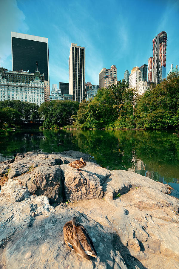 Central Park Spring #4 Photograph by Songquan Deng