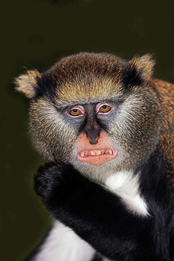 Cercopitheque De Campbell Cercopithecus Photograph by Gerard Lacz Pixels