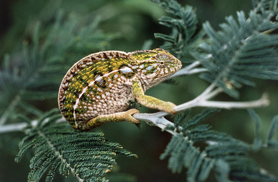 Chameleon #4 Photograph by Perennou Nuridsany