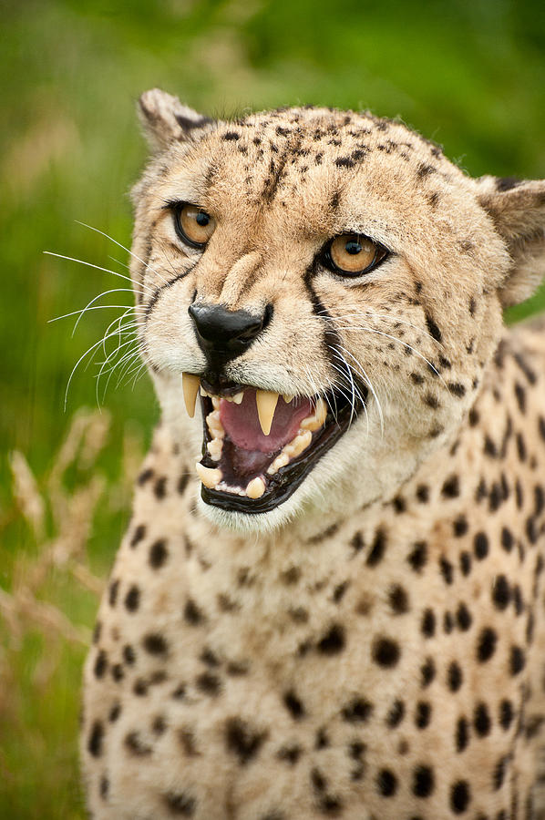 Cheetah Acinonyx Jubatus Big Cat Photograph by Matthew Gibson - Fine ...