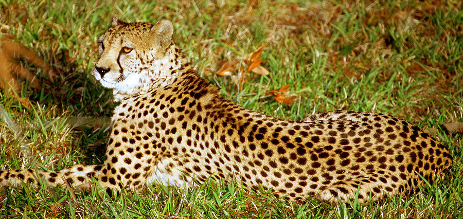 Cheetah Acinonyx Jubatus #4 Photograph by Millard H. Sharp