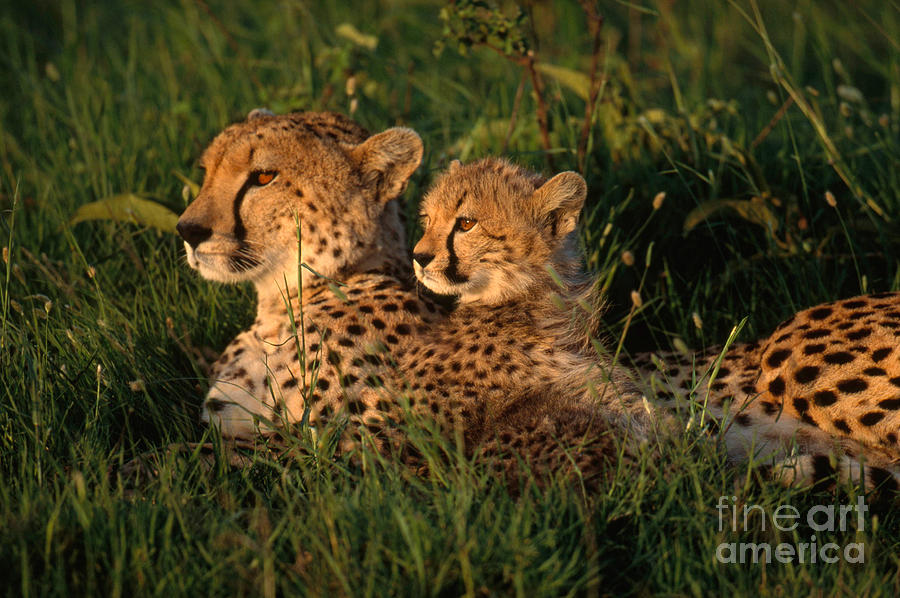 Cheetah #4 Photograph by Art Wolfe