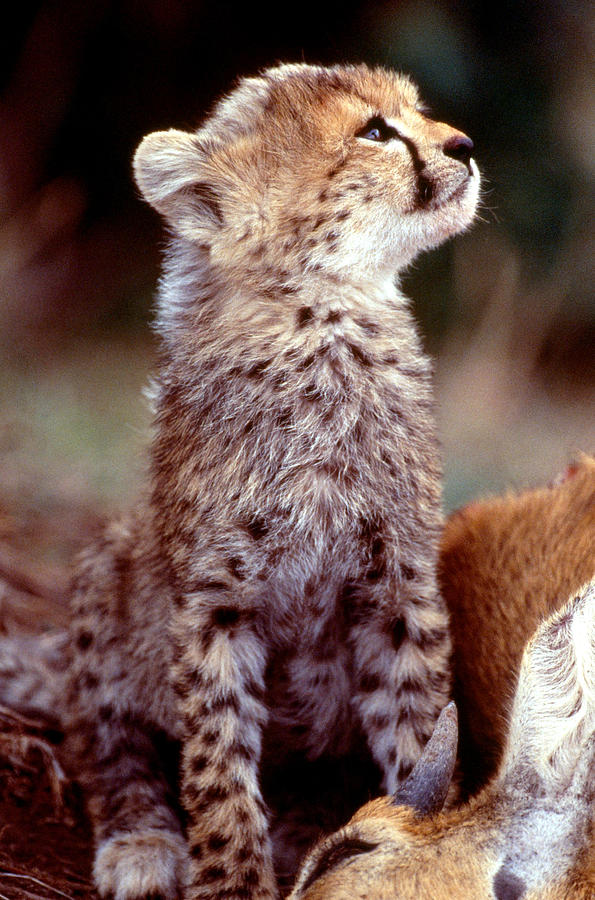 Cheetah Cub #4 Photograph by Mary Beth Angelo