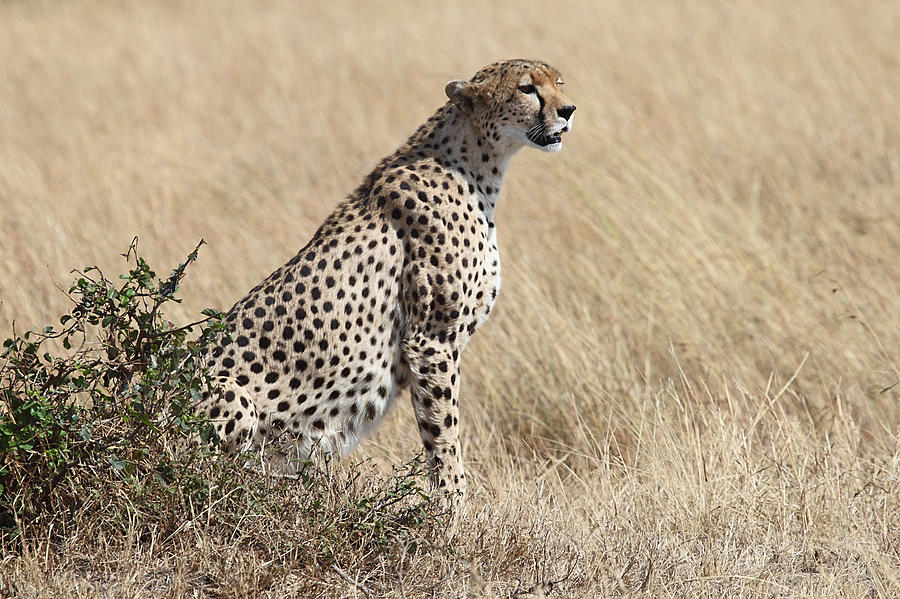 Cheetah Searching for Prey Photograph by Carole-Anne Fooks | Fine Art ...