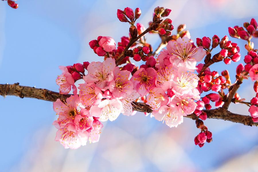 Cherry Blossom Photograph by FL collection