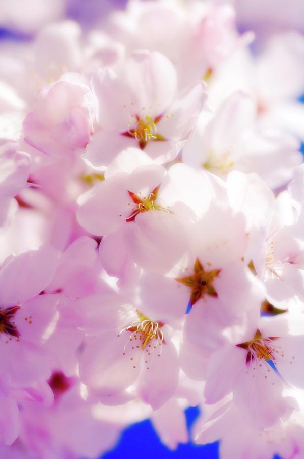 Cherry Blossom (prunus Serrulata) #4 Photograph by Science Photo Library Cherry Blossom (prunus Serrulata) #4 Photograph by Science Photo Library