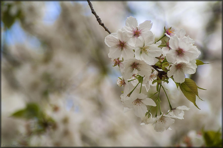 Cherry Blossoms #4 Photograph by Erika Fawcett