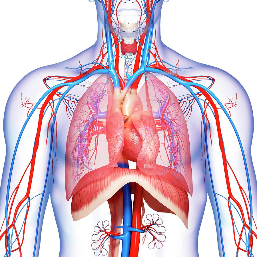 Chest Anatomy Photograph by Pixologicstudio/science Photo Library