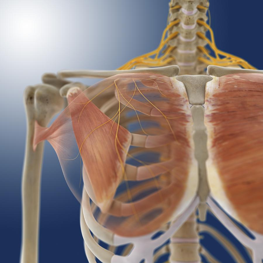 Chest Muscles, Artwork Photograph by Science Photo Library