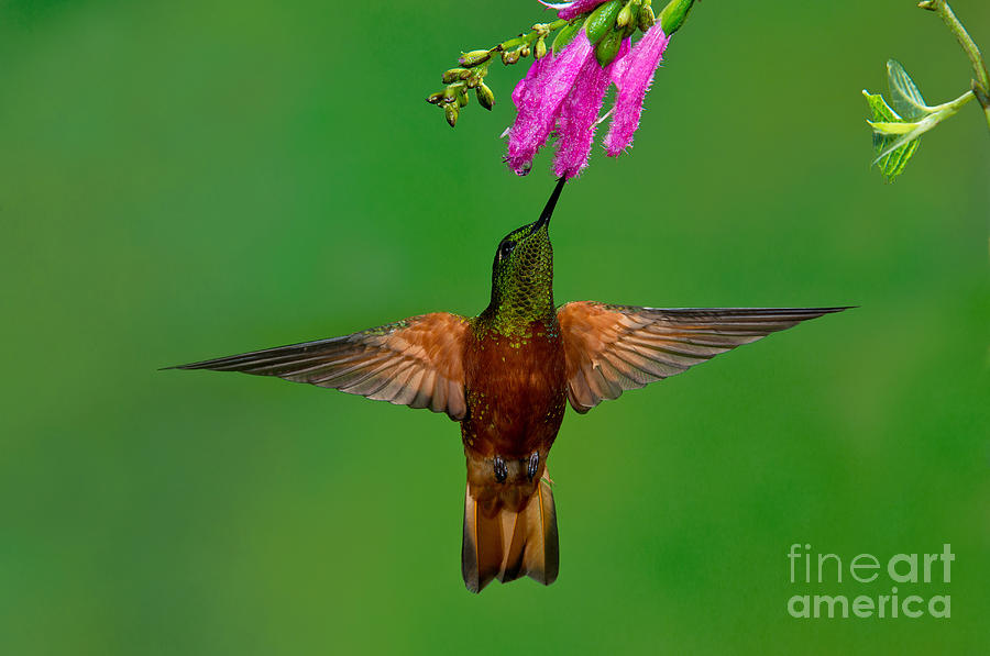 Hummingbird Photograph - Chestnut-breasted Coronet #4 by Anthony Mercieca