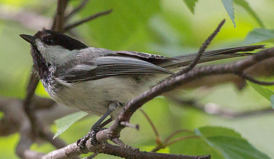 Chickadee Photograph by Dee Carpenter - Fine Art America