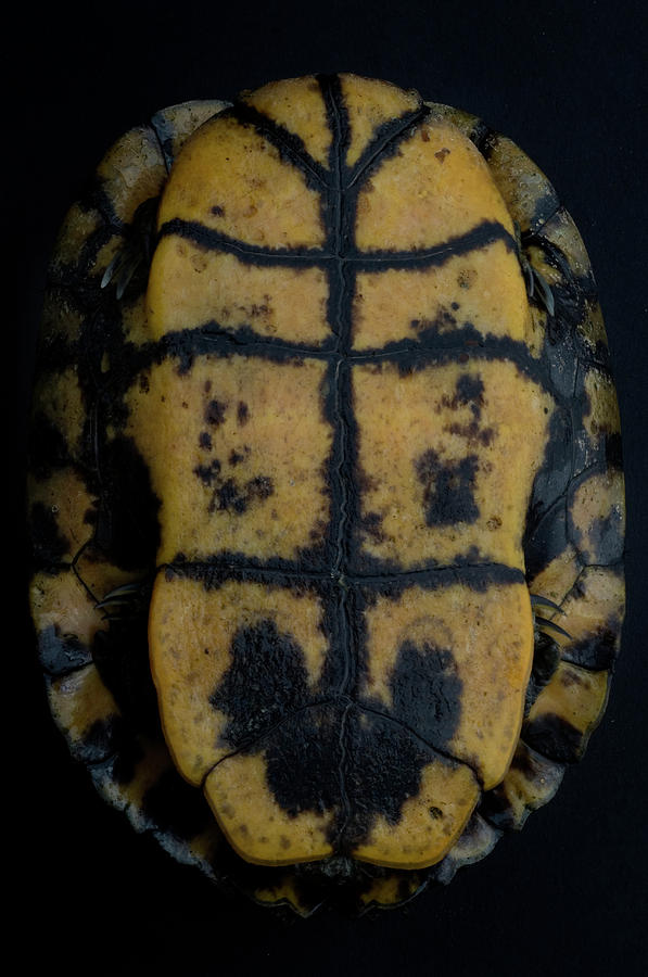 Chicken Turtle Deirochelys Reticularia Photograph by Aaron Ansarov ...