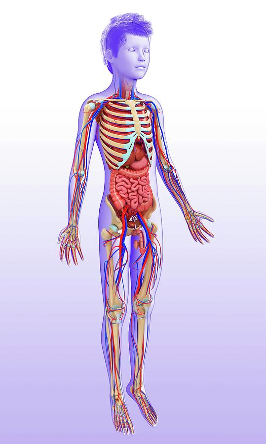 Child's Anatomy Photograph by Pixologicstudio/science Photo Library