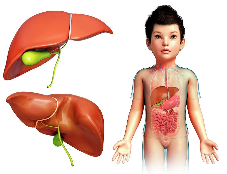 Child's Liver Anatomy by Pixologicstudio/science Photo Library