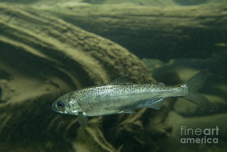 Chinook Salmon Smolt #4 Photograph by William H. Mullins