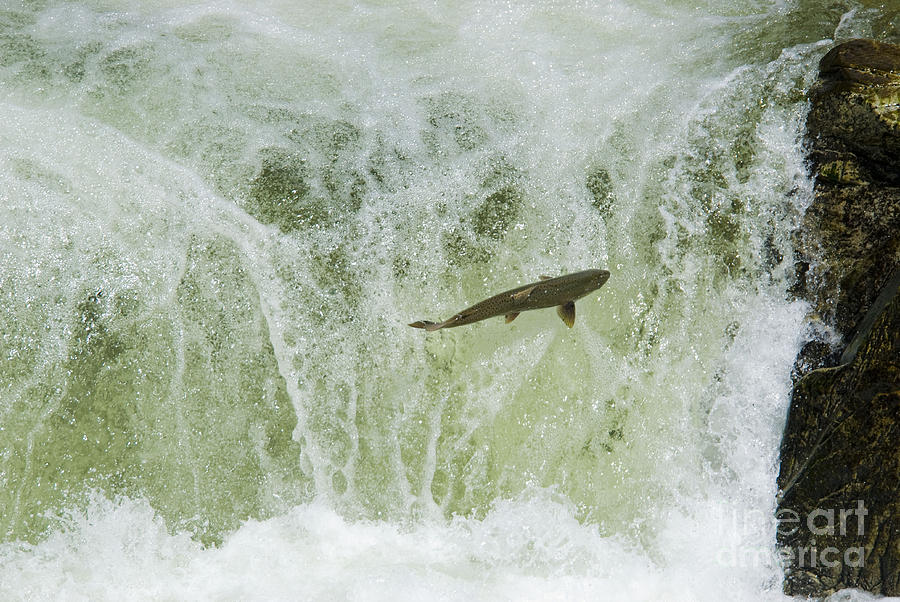 Chinook Salmon #4 Photograph by William H. Mullins