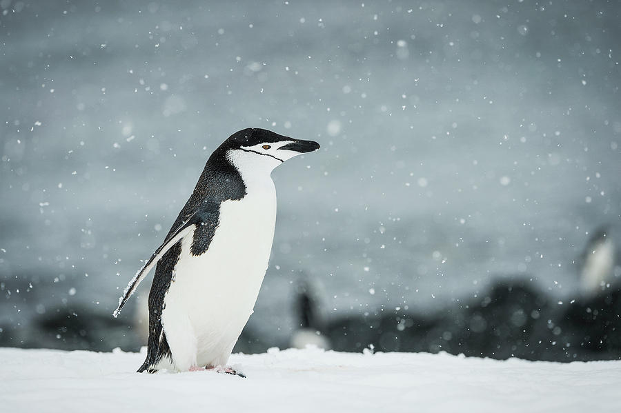 Chinstrap Penguin  Pygoscelis #4 Photograph by Deb Garside