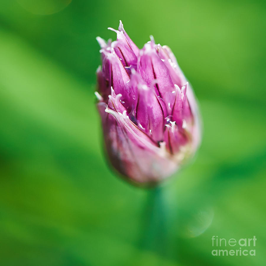 Chive flower #5 Photograph by Nick  Biemans