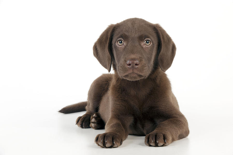 Chocolate Labrador Puppy #4 Photograph by John Daniels